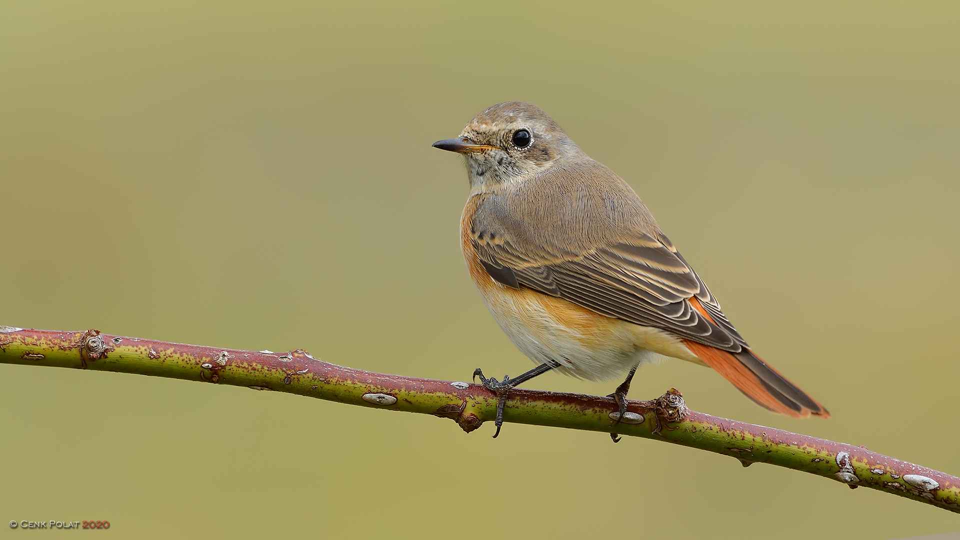 Common Redstart